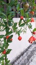 Flower Pomegranate fruit Royalty Free Stock Photo