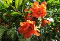 Flower of the pomegranate