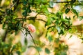 Flower of Pomegranate Tree on Sardinia. Italy Royalty Free Stock Photo