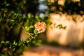 Flower of Pomegranate Tree on Sardinia. Italy Royalty Free Stock Photo