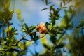 Flower of Pomegranate Tree on Sardinia. Italy Royalty Free Stock Photo