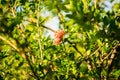 Flower of Pomegranate Tree on Sardinia. Italy Royalty Free Stock Photo