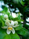 Flower of Pomelo Fruit Blooming