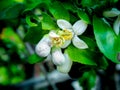 Flower of Pomelo Fruit Blooming