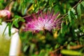 Flower pompom, Royalty Free Stock Photo