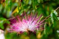 Flower pompom,2 Royalty Free Stock Photo