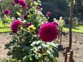 Flower - Pompom dahlia tubers Royalty Free Stock Photo