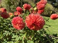 Flower - Pompom dahlia tubers Royalty Free Stock Photo