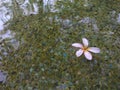Flower on the pond