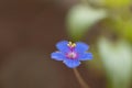 Flower of poor mans weatherglass, Lysimachia foemina, Satara