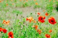 Flower poppy flowering on background poppies flowers Royalty Free Stock Photo