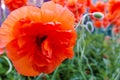 Flower poppy flowering on background poppies flowers. Nature