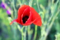 Flower poppy flowering on background poppies flowers. Nature