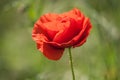 Flower poppy flowering on background poppies flowers. Nature.selective focus Royalty Free Stock Photo