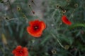 Flower poppy flowering on green background poppies flowers. Nature