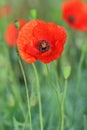 Flower of poppy