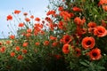 Flower poppy meadow summer field red idyl Royalty Free Stock Photo