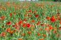 Flower poppy nature meadow