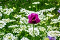 Flower poppy pink on the field close up. Pink opium poppy flower or Papaver Somniferum blooming Royalty Free Stock Photo