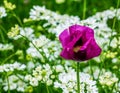 Flower poppy pink on the field close up. Pink opium poppy flower or Papaver Somniferum blooming Royalty Free Stock Photo