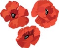 Flower Poppy set Royalty Free Stock Photo