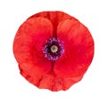 Flower of poppy on white isolated background. Remembrance day, Royalty Free Stock Photo