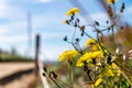 Flower in Port Ginesta, Barcelona, Catalonia, Spain Royalty Free Stock Photo