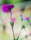 Purple flower and close up photography. Macro photo of a purple flowers with shallow depth of field.