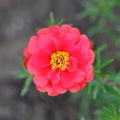 Flower of Portulaca grandiflora