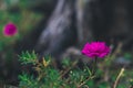 Flower Portulaca oleracea Royalty Free Stock Photo