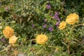 Flower Portulaca oleracea Royalty Free Stock Photo