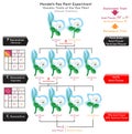 Flower Position Genetic Trait Pea Plant Mendel Experiment Infographic Diagram