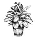 Flower pot aglaonema sketch vector Royalty Free Stock Photo