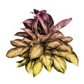 Flower pot aglaonema sketch vector Royalty Free Stock Photo