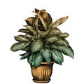 Flower pot aglaonema sketch vector Royalty Free Stock Photo