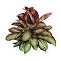 Flower pot aglaonema sketch vector Royalty Free Stock Photo