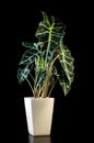 Flower in pot, Alocasia Polly