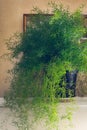 Asparagus Fern Plant. Close up of Asparagus Densiflorus in Flowerpot. Vintage background, texture, Indoor Royalty Free Stock Photo