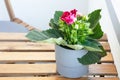 Flower pot on the balcony Royalty Free Stock Photo