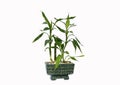 Flower pot with bamboo  isolated on a white background Royalty Free Stock Photo