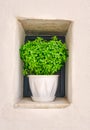 Flower pot with basil plant on window sill of whitewashed house in summer sunshine and shadows.