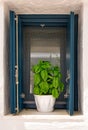 Flower pot with basil plant on window sill of whitewashed house in summer sunshine and shadows.