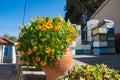 Flower pot and beehives in the backgorund in the traditional village of Kato Drys in Cyprus