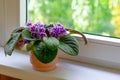 Flower pot with blossoming african violet flower on windowsill. Little flowers