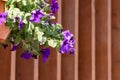 Flower pot with blue petunia flowers dangling from the roof of the house in sunlight with copy space Royalty Free Stock Photo