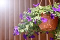 Flower pot with blue petunia flowers dangling from the roof of the house in sunlight with copy space Royalty Free Stock Photo