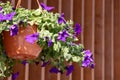 Flower pot with blue petunia flowers dangling from the roof of the house in sunlight with copy space Royalty Free Stock Photo