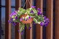 Flower pot with blue petunia flowers dangling from the roof of the house in sunlight Royalty Free Stock Photo