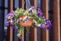 Flower pot with blue petunia flowers dangling from the roof of the house in sunlight Royalty Free Stock Photo