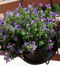 Flower pot with bluebells on balcony.